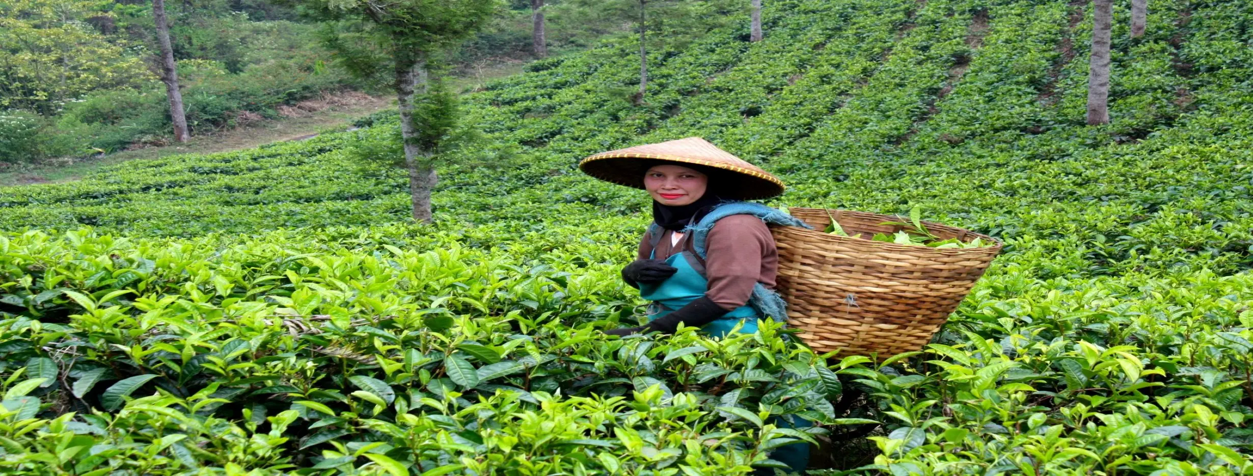 Image for Tea Gardens